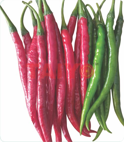 TS-3351 (Imp. Taiyo Hot)