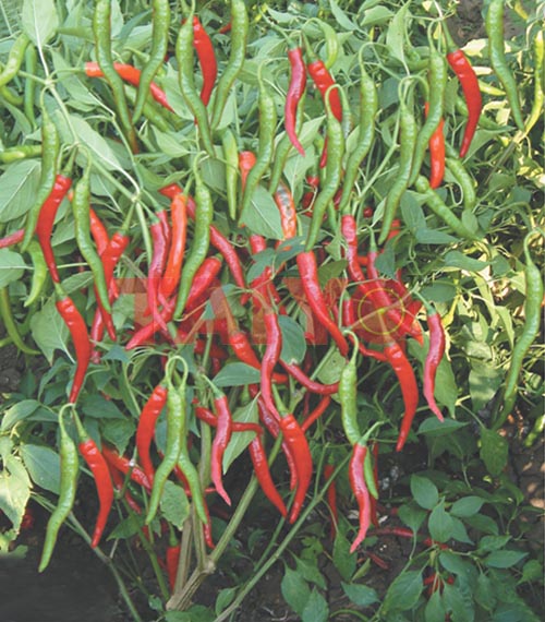 Taiyo Deluxe (TS-506)